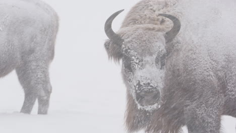 Closeup-on-head-of-European-bison-standing-in-snowy-white-landscape-in-snowstorm