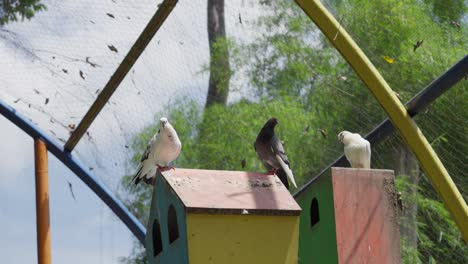 Various-pigeons-on-top-of-bird-house-in-enclosure