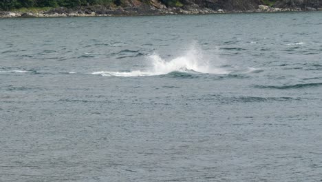 Humpback-whale-breaching-out-and-flips-its-tail