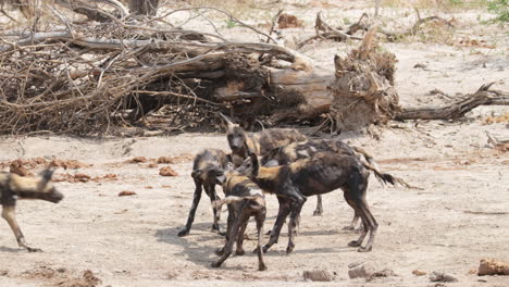 Rudel-Afrikanischer-Wildhunde,-Die-Auf-Einem-Stück-Schmutzigem-Tuch-Herumkraxeln
