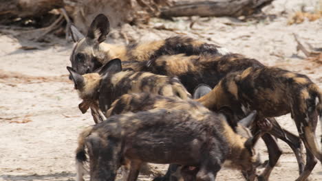 Afrikanisches-Wildhundrudel,-Das-Mit-Einem-Stück-Schmutzigem-Tuch-Im-Maul-In-Afrika-Südlich-Der-Sahara-Spazieren-Geht