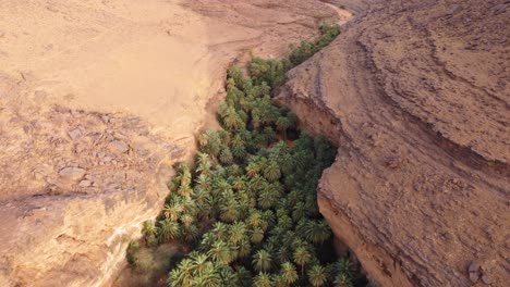 Oasis-of-palm-trees-growing-in-desert-canyon-at-Terjit,-Mauritainia