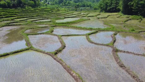 wonderful-green-landscape-of-forest-life-rice-paddy-farm-field-terrace-village-in-countryside-traditional-water-irrigation-in-farm-local-people-working-produce-food-material-background-mountain-hills