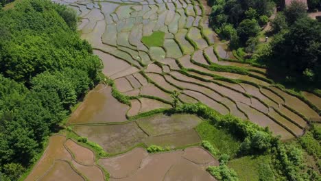 Wonderful-agriculture-riverside-valley-rice-paddy-field-muddy-pond-shapes-pattern-rice-farm-harvest-season-aerial-forest-landscape-rural-life-iran-countryside-natural-irrigation-concept-local-people