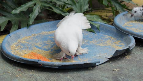 White-fantail-pigeons-peck-at-bird-seed-on-blue-plastic-dishes-on-sidewalk