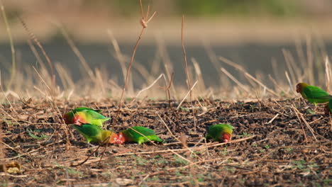 Flock-Of-Colorful-Fischer's-Lovebirds-Foraging-On-The-Ground-In-Tanzania