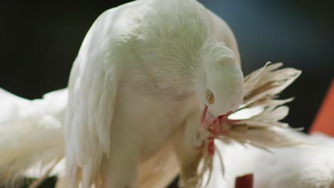 Nahaufnahme-Einer-Weißen-Fantail-Taube-Mit-Verzierten-Federn-Am-Bein,-Die-Sich-Am-Kopf-Kratzt