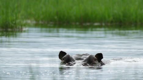 Large-Hippo-Splashing-In-The-Water---Close-Up
