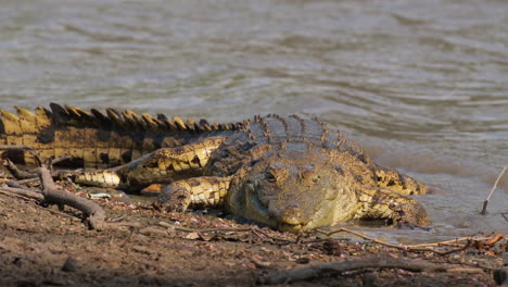 Giant-Carnivorous-Nile-Crocodile-In-Rivershore-Habitats