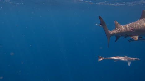 Lemon-shark-with-large-bite-mark-on-back-swims-past-camera