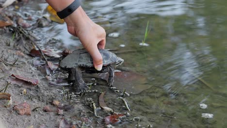 Die-Hand-Einer-Person-Ließ-Die-Schneckenfressende-Malaiische-Schildkröte-In-Den-Fluss-Fallen