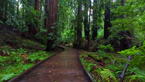 Walking-along-a-boardwalk-in-the-Muir-Woods-National-Monument-redwood-tree-lush,-misty-forest