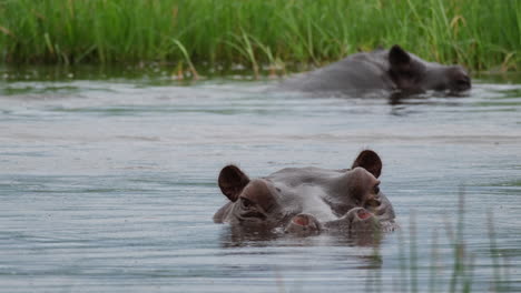 Hipopótamos-Cierran-La-Cabeza-En-El-Agua.