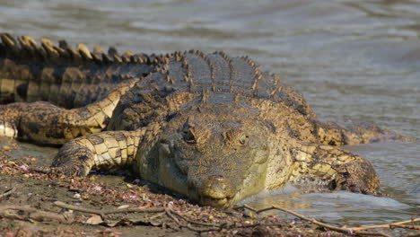 Large-Nile-Crocodile-On-Freshwater-Habitats-In-Africa