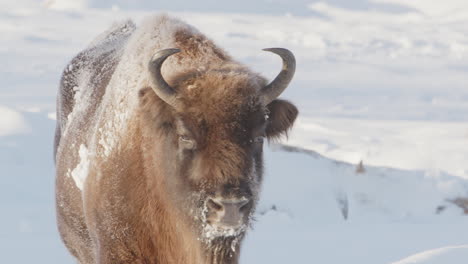 Telephoto-frontal-view-of-European-bison-standing-in-white-snowy-landscape