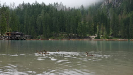 Ducks-swimming-in-misty-rainy-Braies-valley-alpine-forest-lake-in-the-Italian-Dolomites