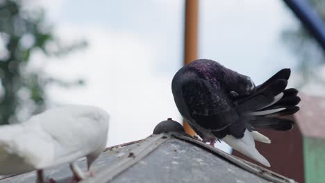 Rock-dove-or-Columba-livia-climbs-to-top-of-metal-roof-bird-structure-and-preens-feathers-in-aviary