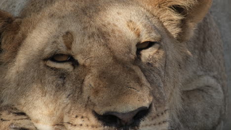 Closeup-Of-Sleepy-Lioness-In-African-Savannah