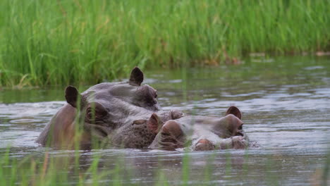 Hippos-With-Heads-Above-The-Water---Close-Up-Shot