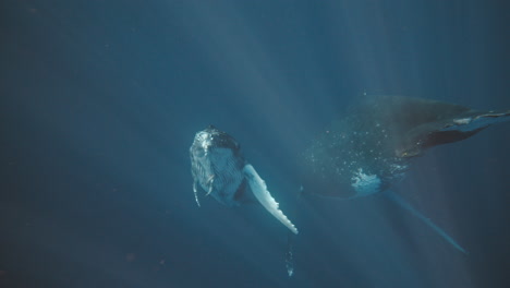 Humpback-whale-calf-and-mother-rise-up-from-depths-of-deep-blue-ocean,-underwater-slow-motion