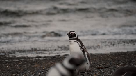 Magellanic-Penguins-Standing-And-Shaking-In-Isla-Martillo,-Tierra-del-Fuego,-Argentina---Close-Up