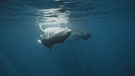 Frontal-view-of-Humpback-whale-calf-and-mother-gliding-along-surface-underwater-slow-motion