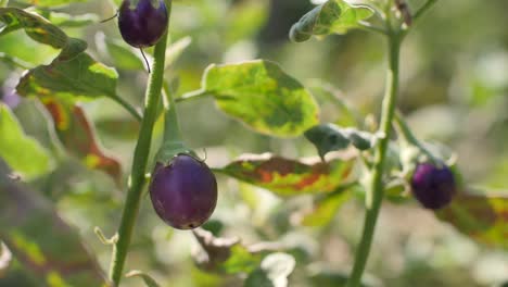 Fresh-Ripe-Purple-Eggplant-on-Tree,-Close-Up