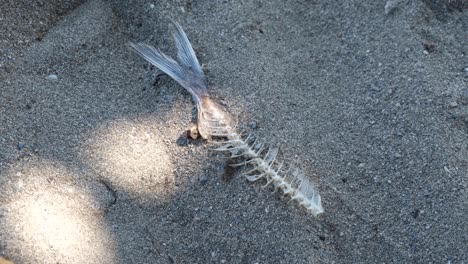 Close-up-of-dead-fish-skeleton-with-bones-and-tail-on-a-sandy-beach-in-tropical-island-destination