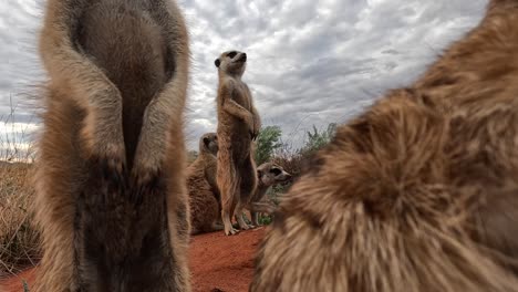 Very-Close-up-ground-level-perspective-of-meerkats-standing-upright-on-their-burrow-in-the-Southern-Kalahari