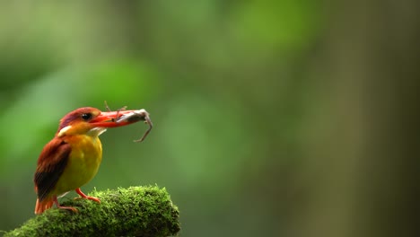 a-Rufous-backed-kingfisher-or-Ceyx-rufidorsa-bird-is-eating-fresh-crab-on-a-mossy-branch
