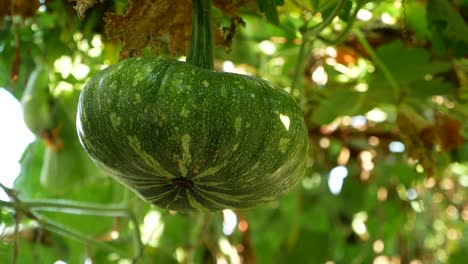 Fresh-Raw-Pumpkin-Plant-on-Tree,-Close-Up