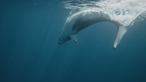 Rearview-of-fluke-spinning-Humpback-whale-underwater-as-it-hits-the-surface,-slow-motion