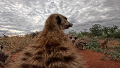 Very-Close-up-ground-level-perspective-of-the-back-of-a-meerkat-sitting-on-its-burrow-looking-around-in-the-Southern-Kalahari