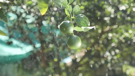Fresh-Lime-Hang-on-Tree,-Close-Up