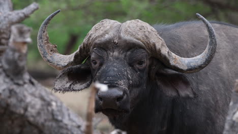 Head-Of-An-African-Buffalo-Close-Up-Shot