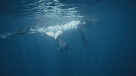 Humpback-whale-mother-floats-at-surface-as-calf-swims-diving-below-playfully-in-slow-motion