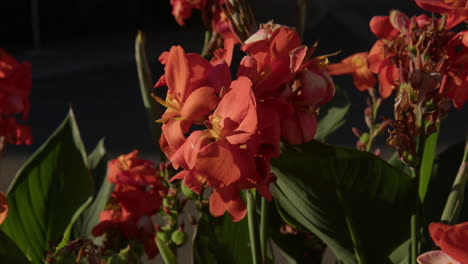 Nahaufnahme-Roter-Indischer-Schussblumen,-Die-Im-Sonnenlicht-Blühen