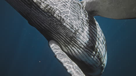 Der-Kopf-Eines-Buckelwals-Bricht-Durch,-Während-Die-Brustflossen-Den-Weißen-Bauch-Umrahmen