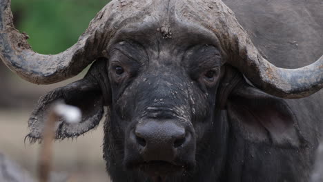 Close-up-Of-Dirty-Cape-Buffalo-With-Big-Curved-Horn