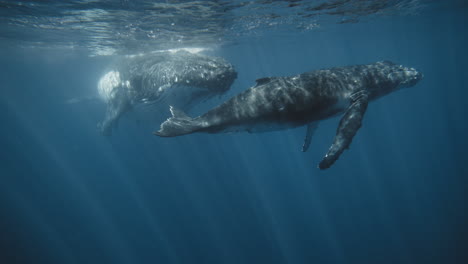 Humpback-whale-family,-mother-watches-over-calf-playing-in-deep-blue-with-rays-of-light-streaming-down