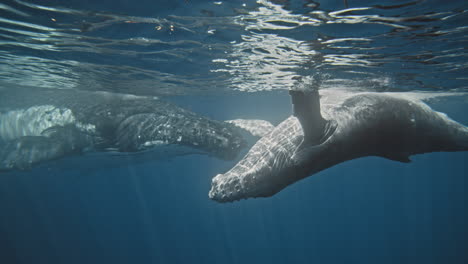 Humpback-whale-calf-swims-to-mother-underwater-upside-in-slow-motion,-side-view