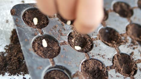 Asian-Farmer-Adding-Seed-into-Seeding-Tray,-Close-Up