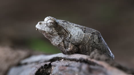 Grey-Foam-nest-Tree-Frog-In-Southern-Africa