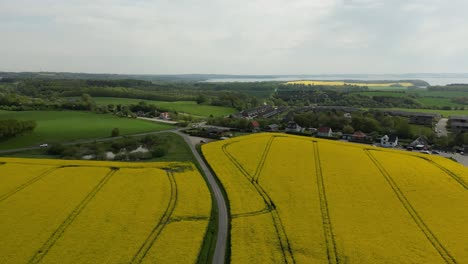 Drone-recording-of-rapeseed-fields,-where-the-drone-flies-slowly-down-towards-the-fields