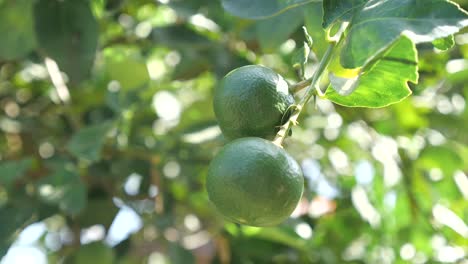Fresh-Lime-Hang-on-Tree,-Close-Up