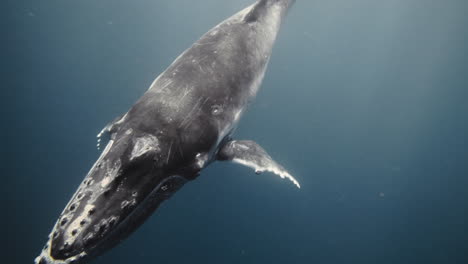 Deep-dark-blue-grey-water-below-Humpback-whale-diving-into-depths