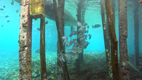 Paisaje-Submarino-Con-Peces-Rayados,-Postes-De-Muelle-Y-Corales
