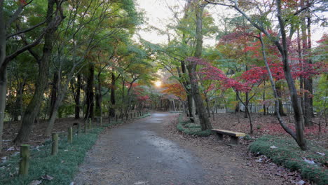 In-Diesem-Wunderschönen-Park-In-Tokio-Gibt-Es-Viele-Ahornpflanzen,-In-Deren-Blättern-Sich-Am-Herbstabend-Die-Sonne-Spiegelt-Und-Ein-Intensives-Gefühl-Der-Ruhe-Vermittelt