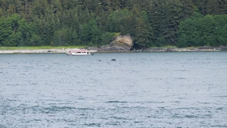 Avistamiento-De-Ballenas-En-Juneau,-Alaska.-Ballenas-Jorobadas-Nadando