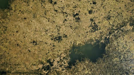 Closeup-Aerial-view-of-toxic-algae-pollution-in-lake,-top-down-view